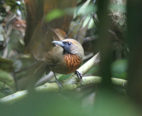 Orange-breasted Laugher