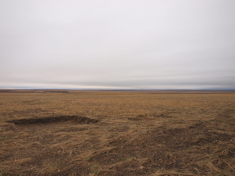 Gemaaid steppegrasland in het Tumuji-reservaat. Geen struikjes Siberian Apricot meer te zien 