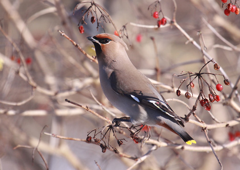 Pestvogel