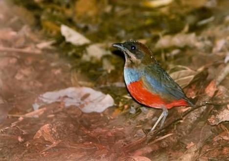 Whiskered Pitta