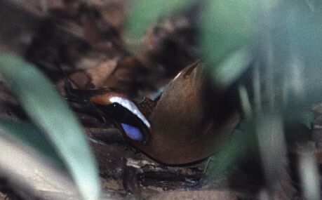 Rail-babbler James Eaton