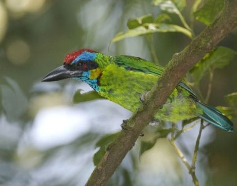 Red-crowned Barbet