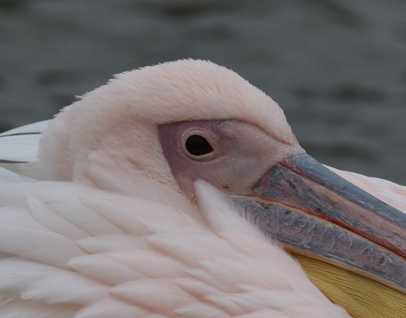 Roze Pelikaan