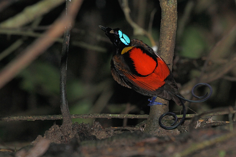 Wilson's Bird of Paradise (maker)