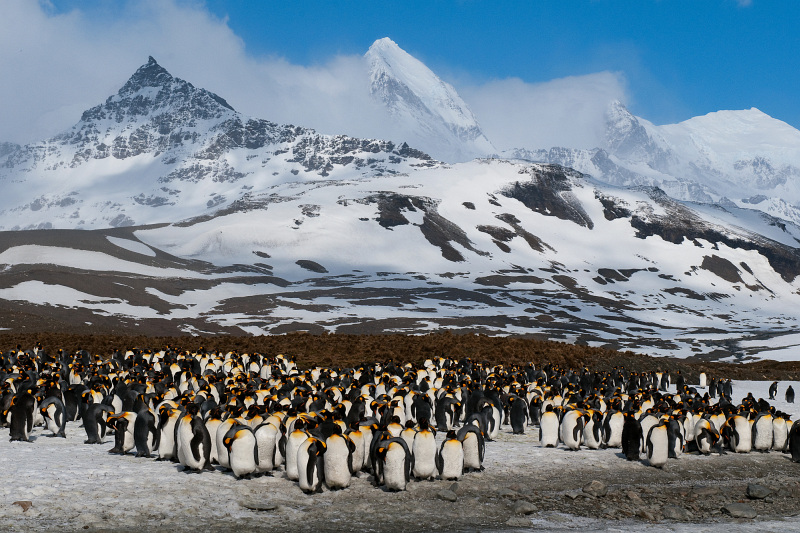 Koningspinguins (Frederik Willemyns)