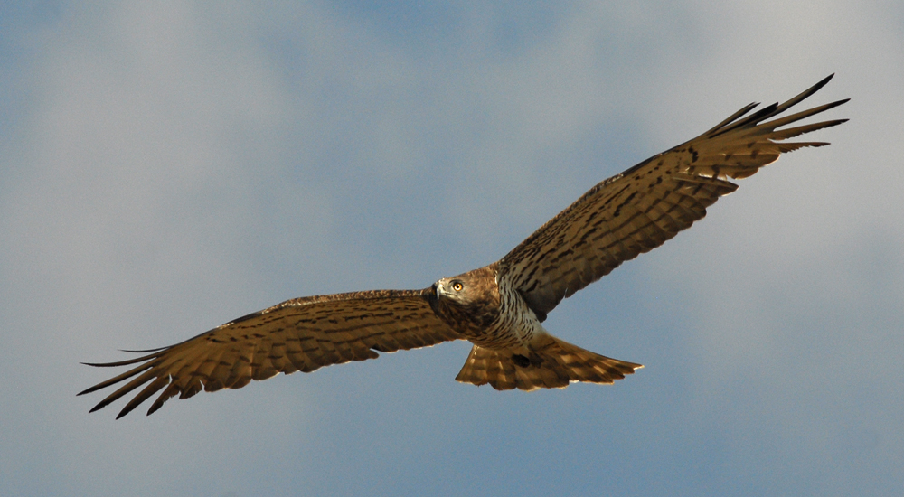 Slangenarend / Short-toed Eagle