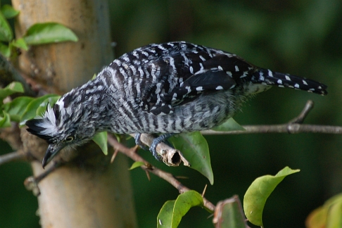 Leuk getekend en een flinke herriemaker: de Gebandeerde Mierklauwier Thamnophilus doliatus Barred Antshrike. Cuffi River, Tobago,november 2009 (Gijsbert van der Bent)