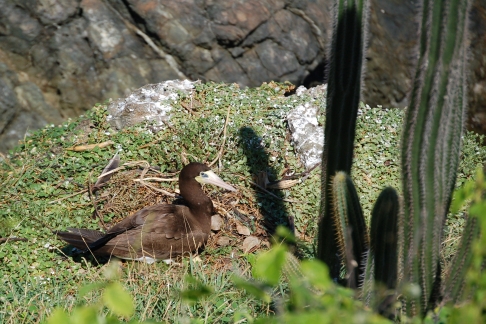 Een Bruine Gent Sula leucogaster Brown Booby op het nest. Little Tobago, Tobago, november 2009 (Gijsbert van der Bent)