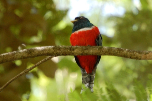 Een van de drie soorten trogons op Trinidad: mannetje Gekraagde Trogon Trogon collaris Collared Trogon. Asa Wright Centre, Trinidad, november 2009 (Gijsbert van der Bent)