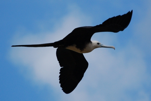 Amerikaanse Fregatvogels Fregata magnificens Magnificient Frigatebird schuimen de hele kust van Tobago af. Charlotville, Tobago, november 2009 (Gijsbert van der Bent)