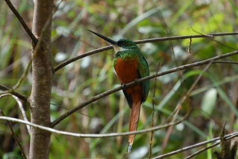 De Roodstaartglansvogel Galbula ruficauda Rufous-tailed Jacamar op de uitkijk. Cuffi River, Tobago ,november 2009 (Gijsbert van der Bent)