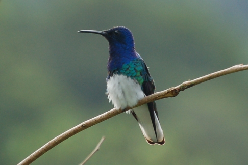 Een van de meer coöperatieve kolibries is de Witnekkolibrie Florisuga mellivora White-necked Jacobin. Asa Wright Centre, Trinidad, november 2009 (Gijsbert van der Bent)