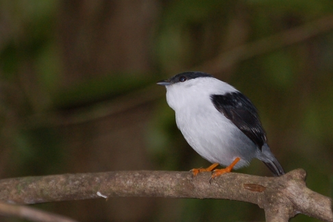 Eén soort manakin zit op Tobago, twee soorten op Trinidad. Bonte Manakin Manacus manacus White-bearded Manakin, Asa Wright Centre, Trinidad, november 2009 (Gijsbert van der Bent)