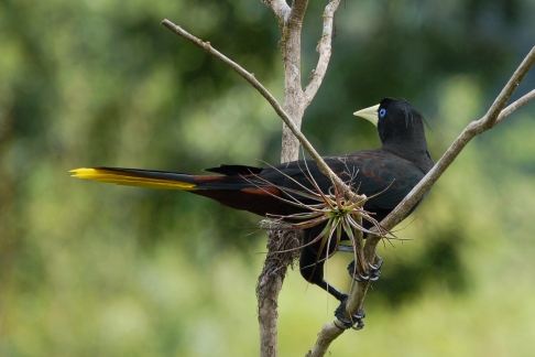 Op Trinidad & Tobago komen geen kraaien, gaaien, eksters en spreeuwen voor. De Kuiforopendola Psarocolius decumanus Crested Oropendola neemt de plaats in van allemaal. Asa Wright Centre, Trinidad, november 2009 (Gijsbert van der Bent)