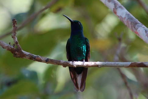 Een belangrijke soort van de trip: de zeldzame Witstaartsabelvleugel Campylopterus ensipennis White-tailed Sabrewing. Cuffi River, Tobago, november 2009 (Gijsbert van der Bent)