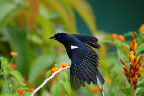 Mannetje Zwarte Tangara Tachyphonus rufus White-lined Tanager. Asa Wright Center, Trinidad, november 2009 (Gijsbert van der Bent)