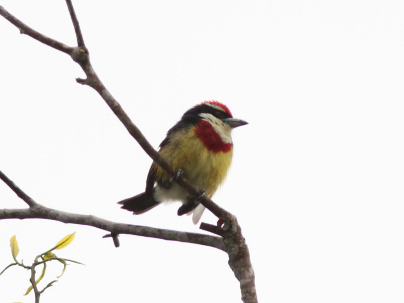 Scarlet-banded Barbet (Lieven de Temmerman)