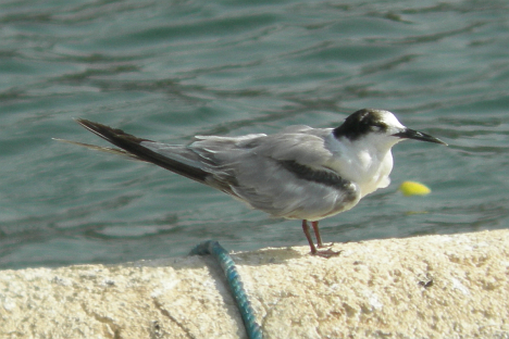 Arabische Stern