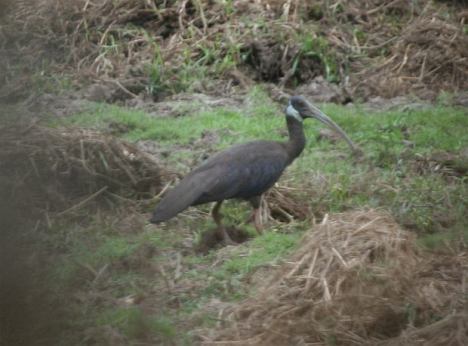 White-Shouldered Ibis