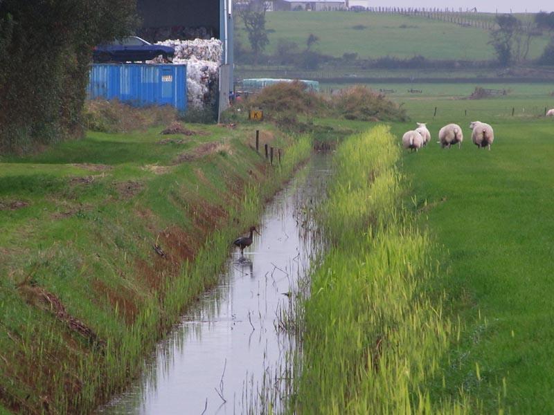 Zwarte Ooievaar