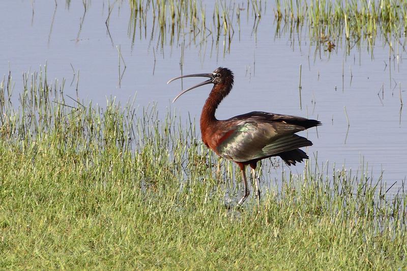 Zwarte Ibis