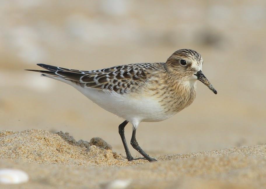 Bairds Strandloper