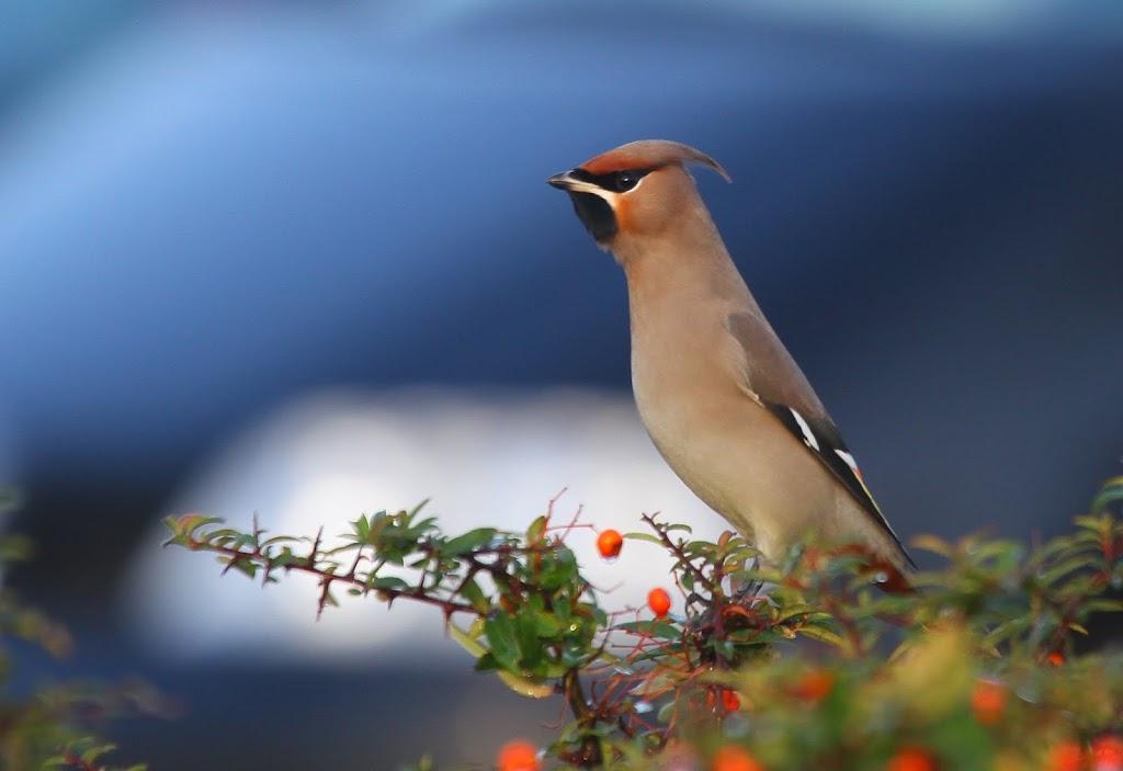 Pestvogel