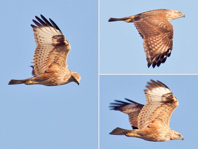 Arendbuizerd