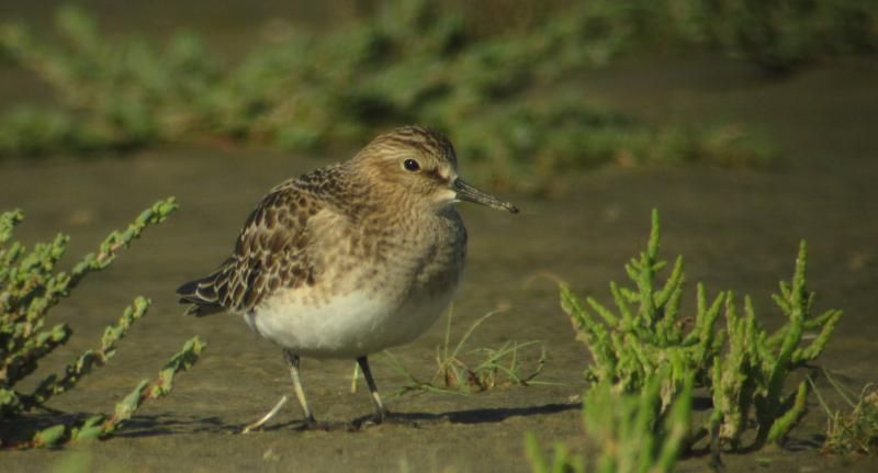 Bairds Strandloper