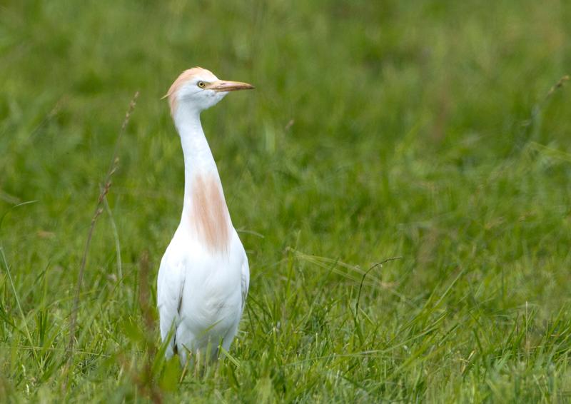 Koereiger