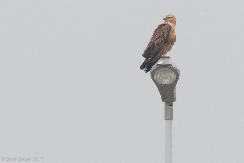 Arendbuizerd