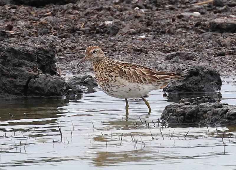 Siberische Strandloper