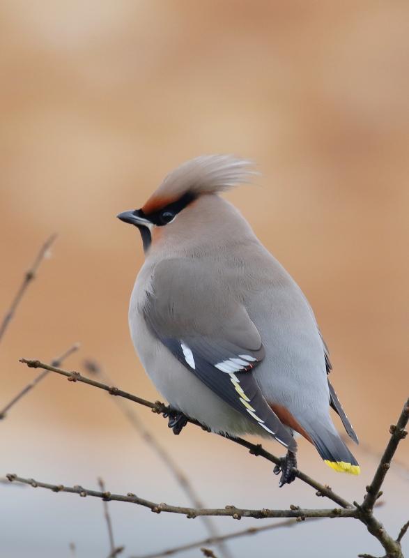 Pestvogel