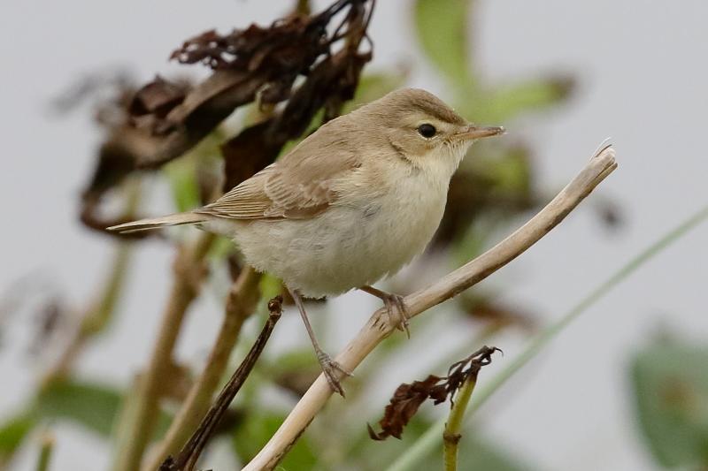 Kleine Spotvogel