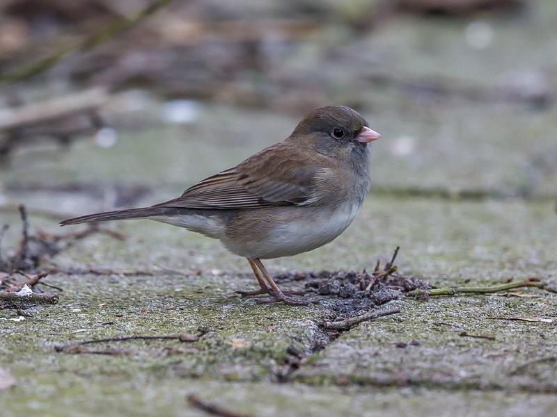 Grijze Junco