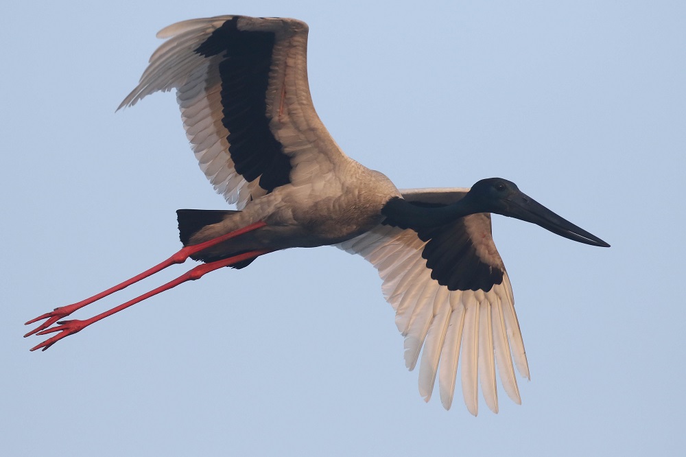 Black-necked Stork