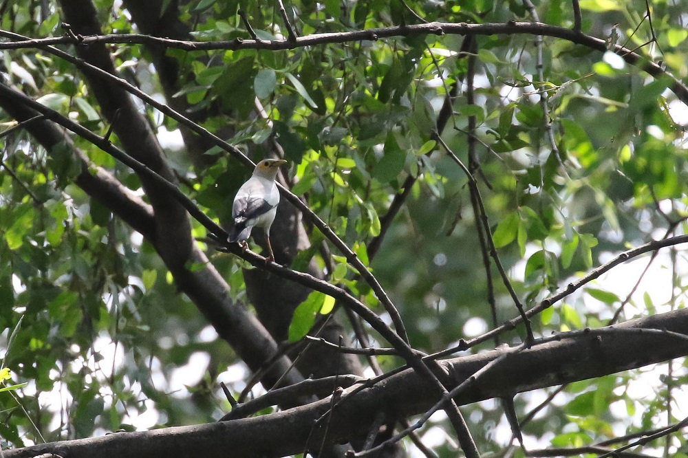 Black-winged Starling