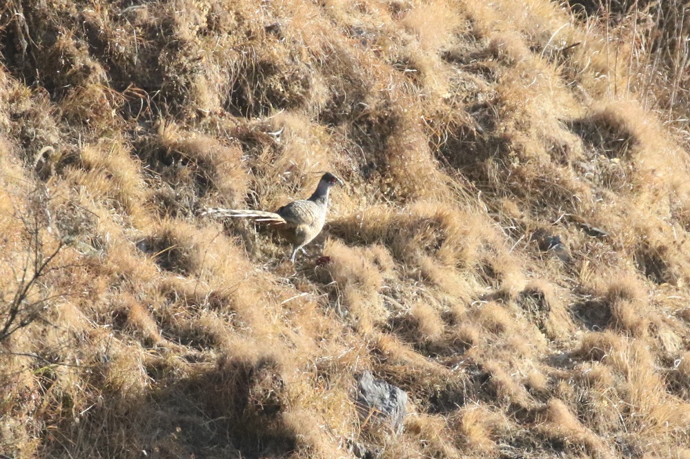 Cheer Pheasant