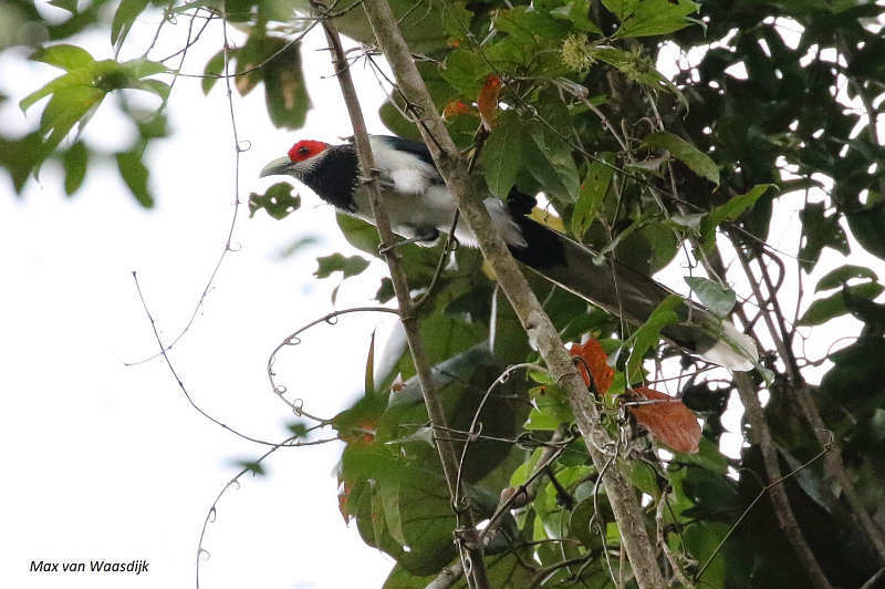 Red-faced Malkoha