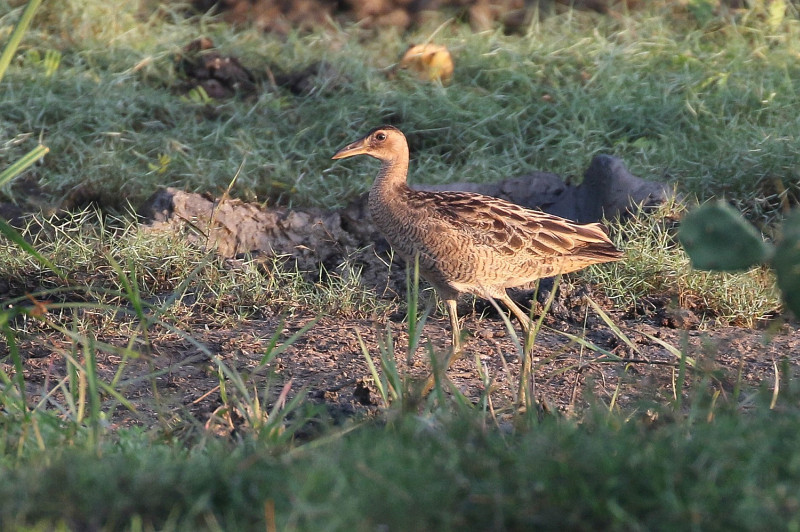 Watercock