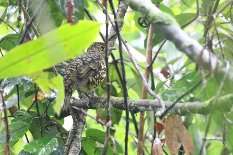 Sri Lanka Thrush