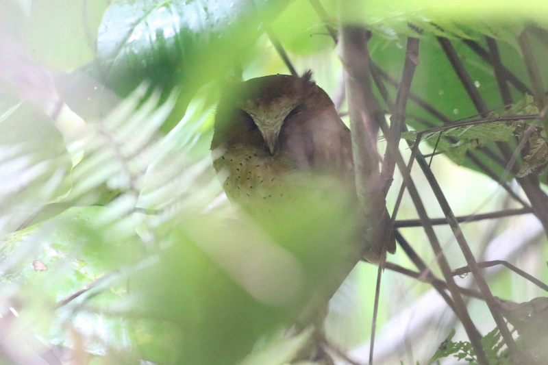 Serendib Scops Owl