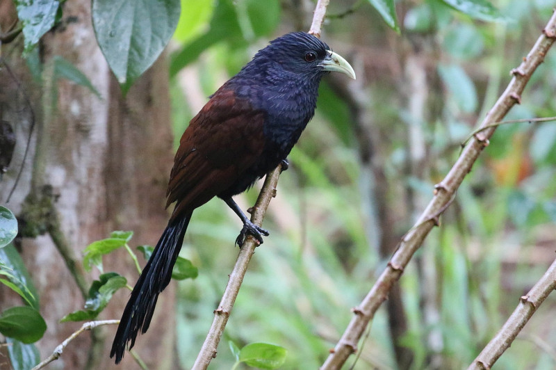 Green-billed Coucal