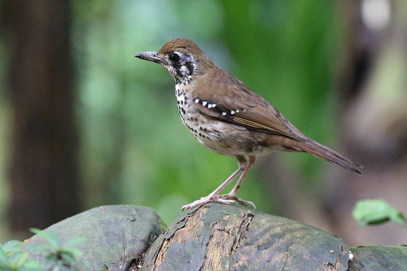 Spot-winged Thrush