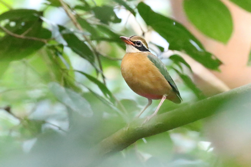 Indian Pitta