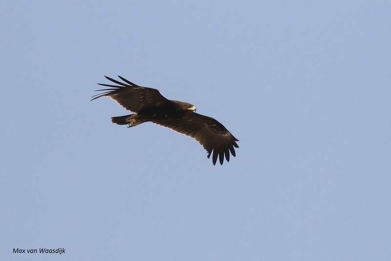 Greater Spotted Eagle