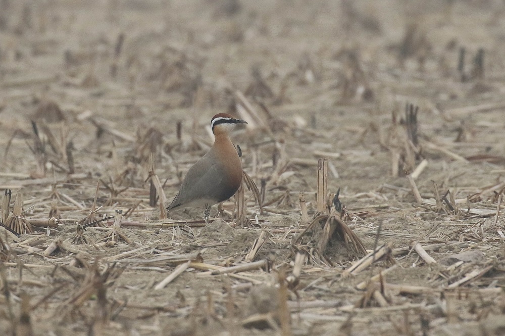 Indian Courser