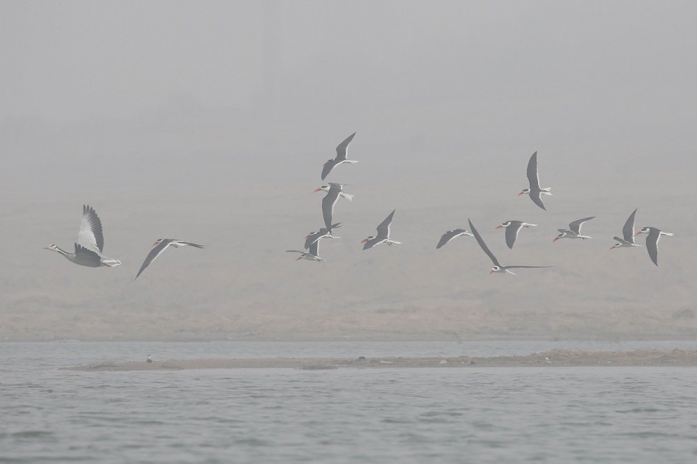 Indian Skimmer