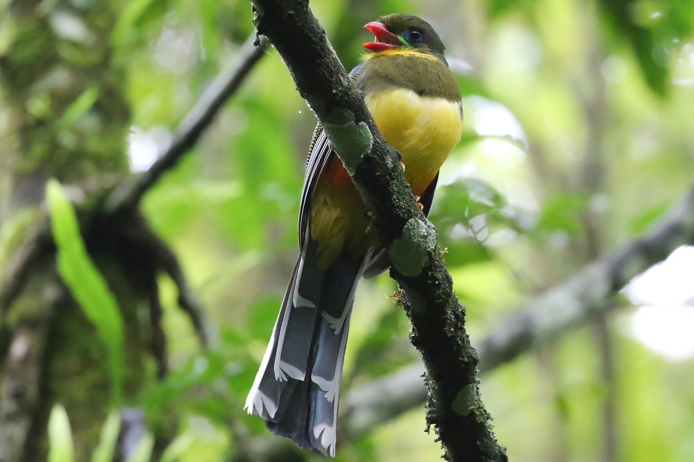 Javan Trogon