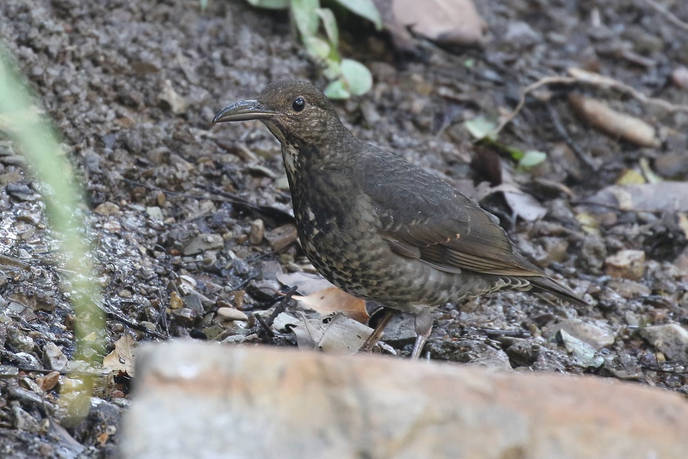 Long-billed Thrush